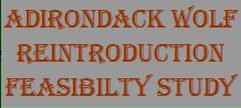 Adirondack Wolf Reintroduction Feasibility Study