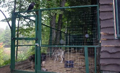 Sammie, Abie and Cree