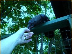 Abie takes a handout