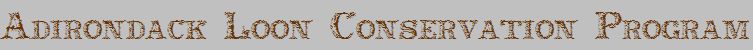 Adirondack Loon Conservation Program