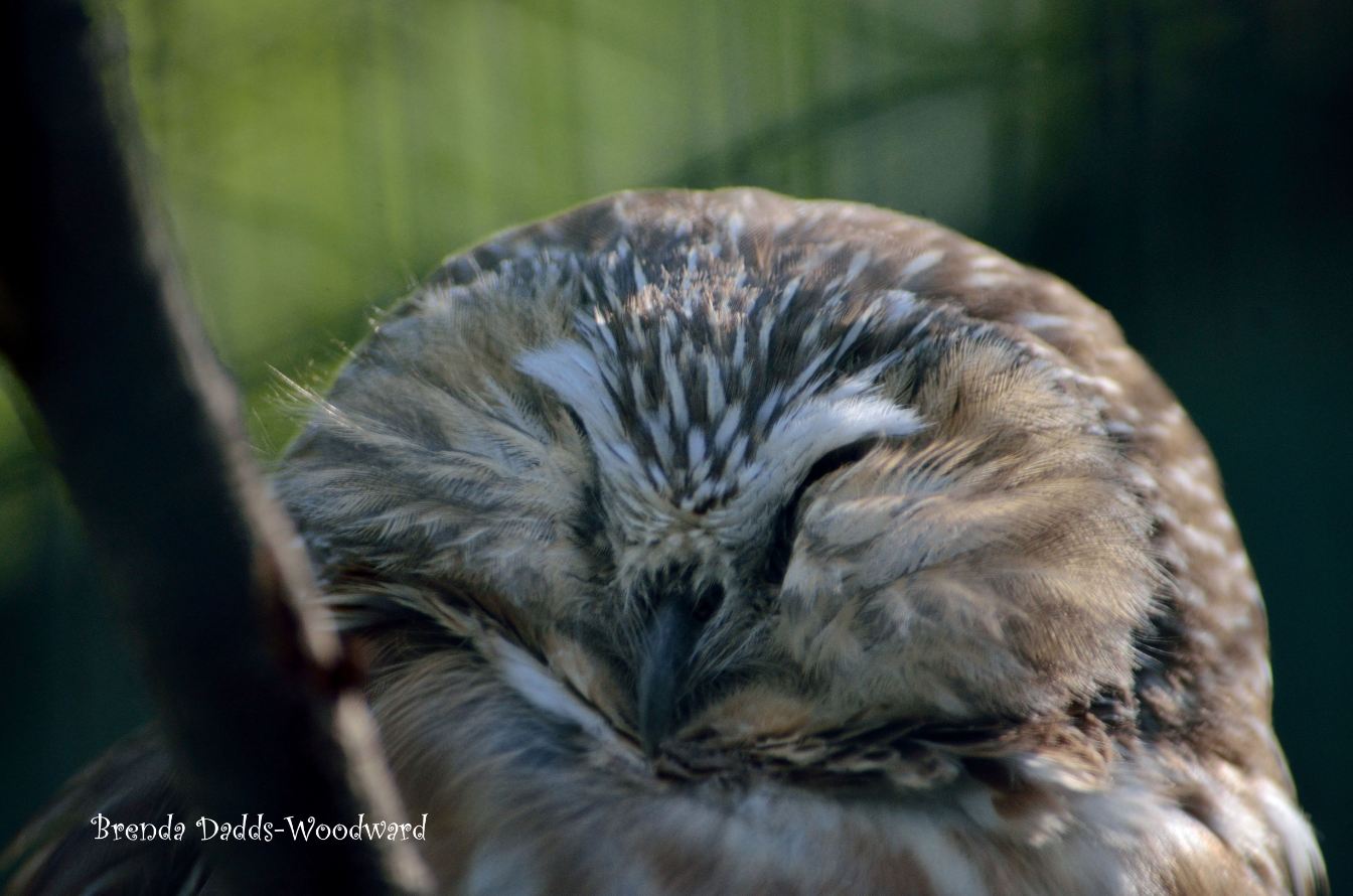 Saw whet owl by Brenda Dadds Woodward