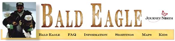 Bald Eagle Project in New York