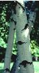Gray Birch