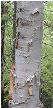 White Birch