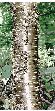 Yellow Birch