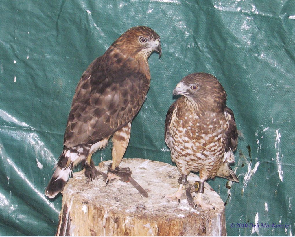 Broad-Winged Hawks