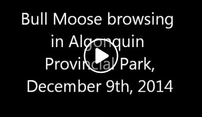 Bull Moose Browsing in Algonquin Park, Dec 2014