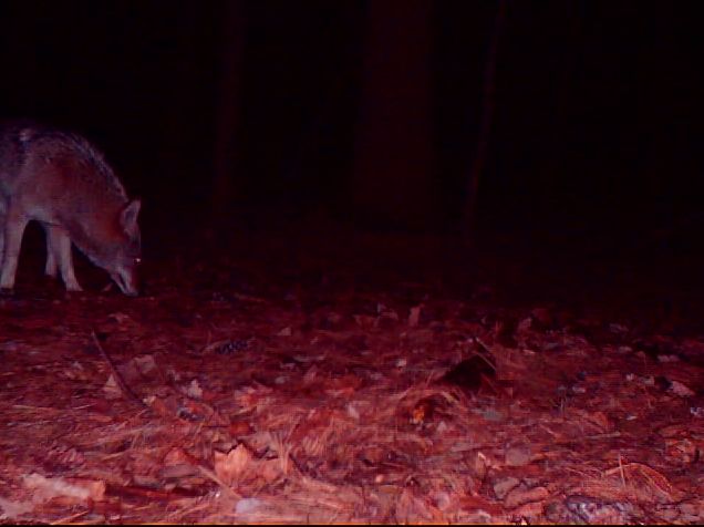 Wylie Coyote