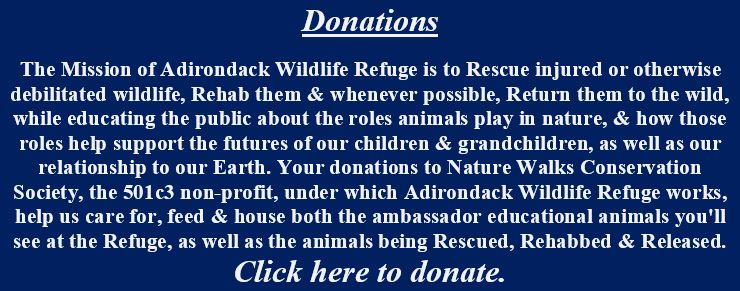 Adirondack Wildlife Refuge Donation Link