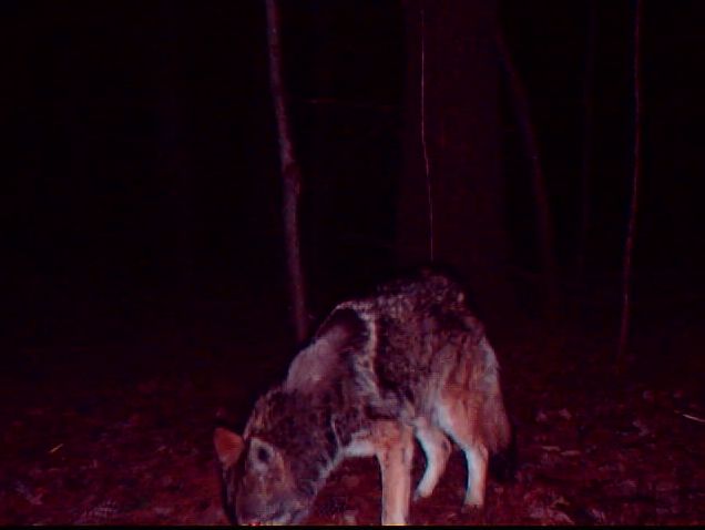 Eastern Coyote