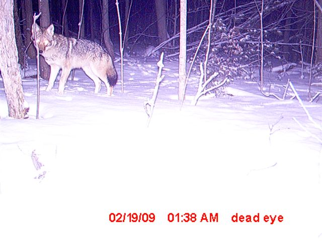 Eastern Coyote
