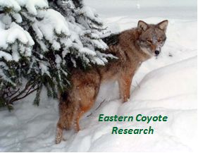 Eastern Coyote Research