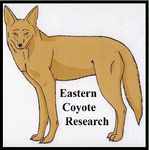 Eastern Coyote Research