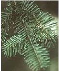 Fir Stem