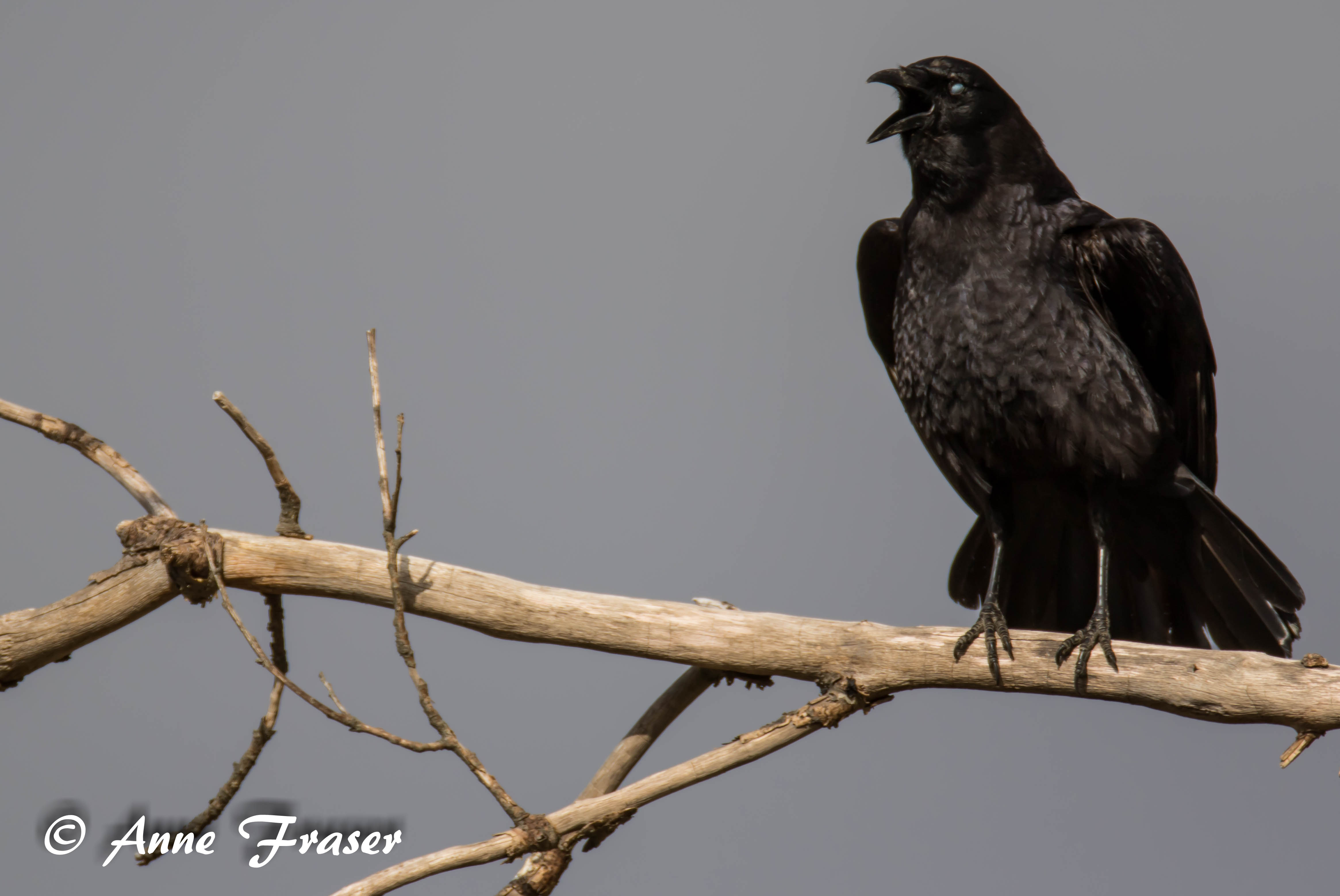 Crow cawwing by Anne Fraser