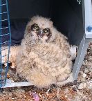A Great Horned Owl Chick, kicked out of the Nest