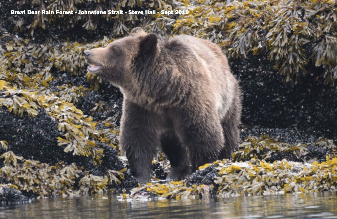 Grizzly, Great Bear Rain Forest, Sept 2019, by Steve Hall