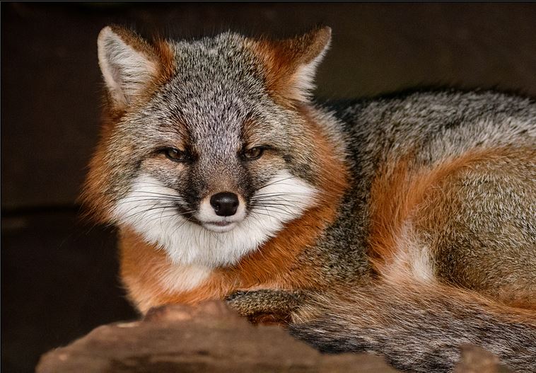 Meery, a gray fox, by Joe Kostoss