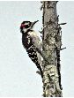 Hairy Woodpecker