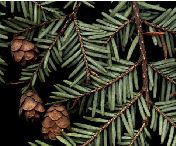 Hemlock