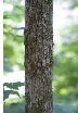 Hophornbeam
