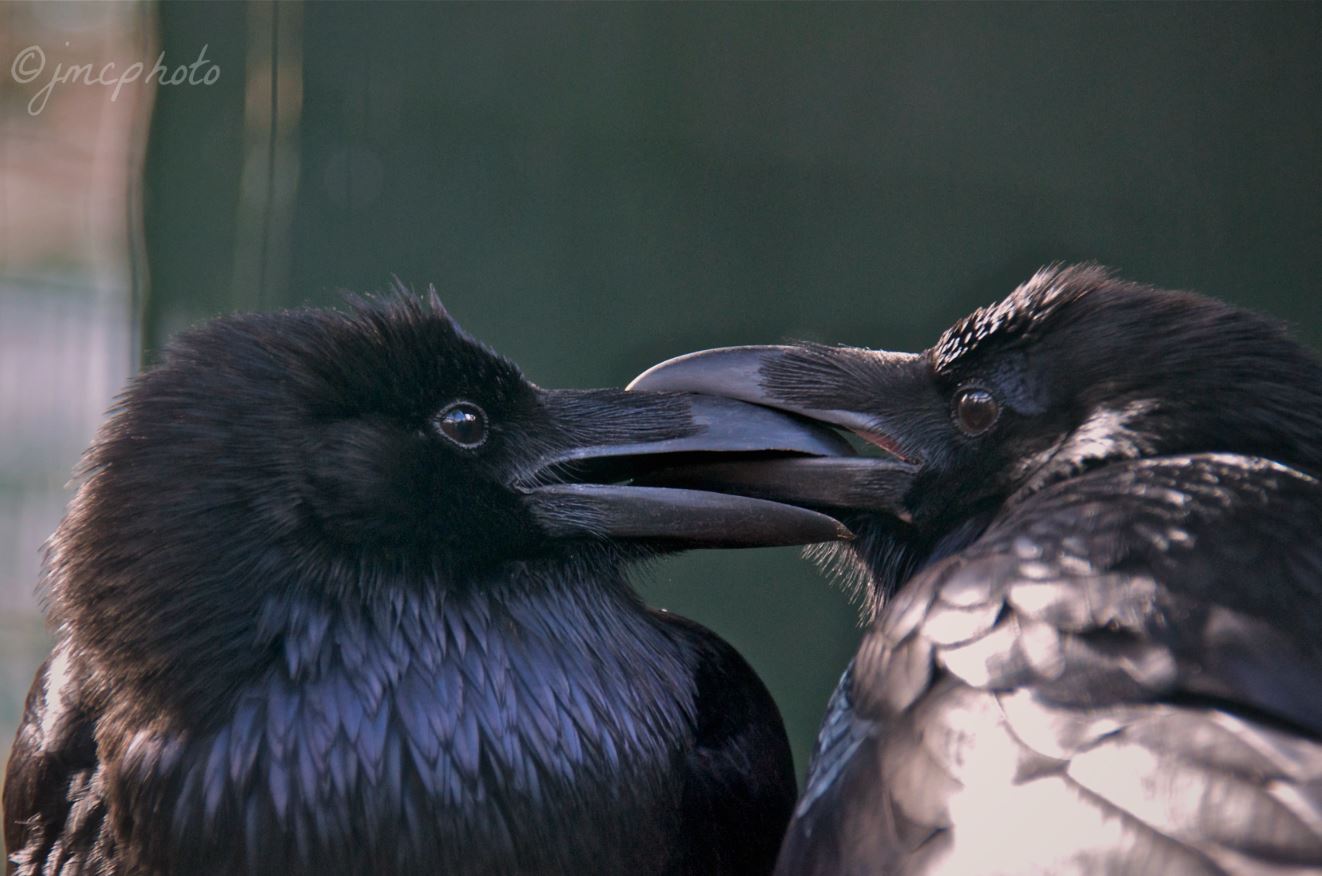 Ravens, by Julie Clark