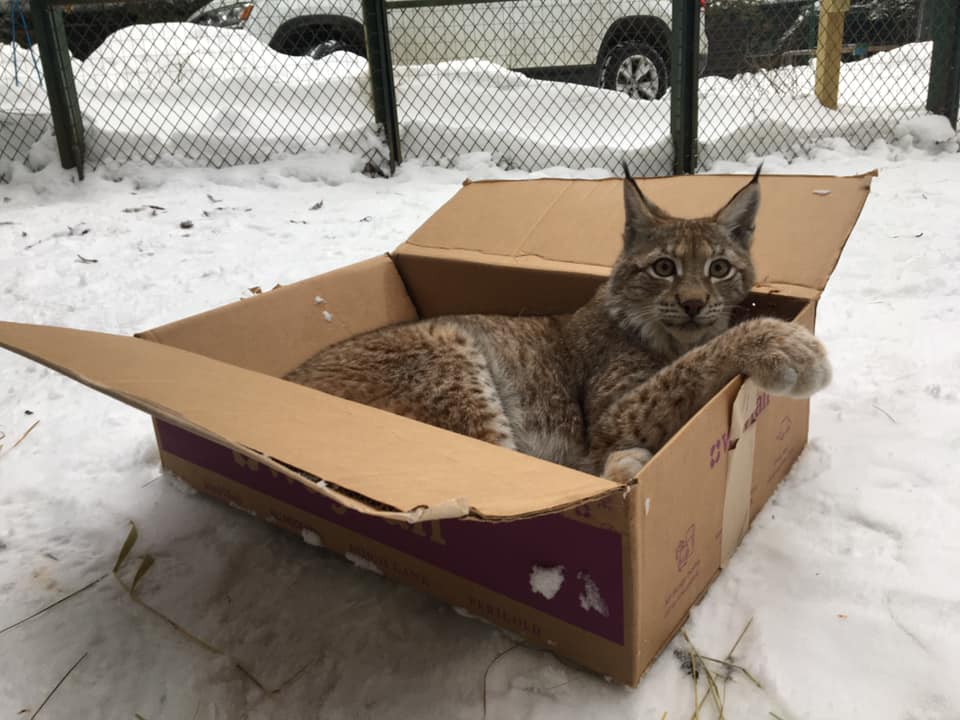 Eurasian Lynx Kayla