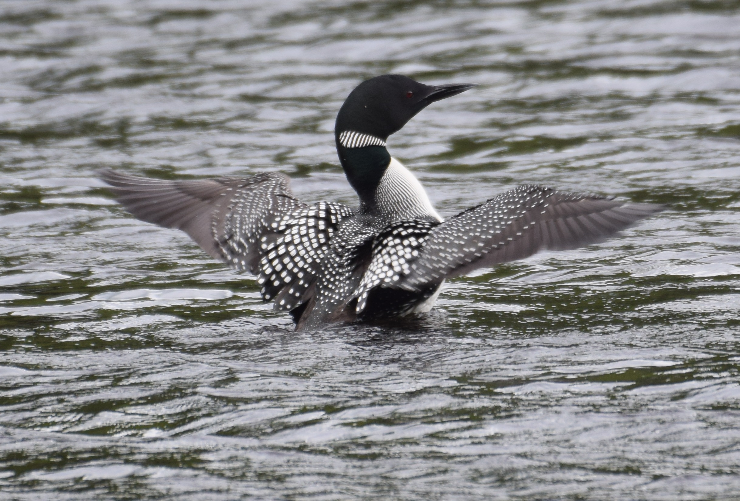 Loon north of Paul Smiths