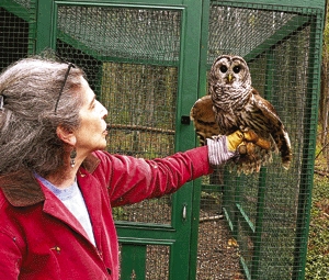 Barred Owl