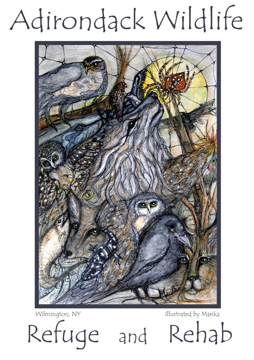 Marika's ADK Wildlife Poster