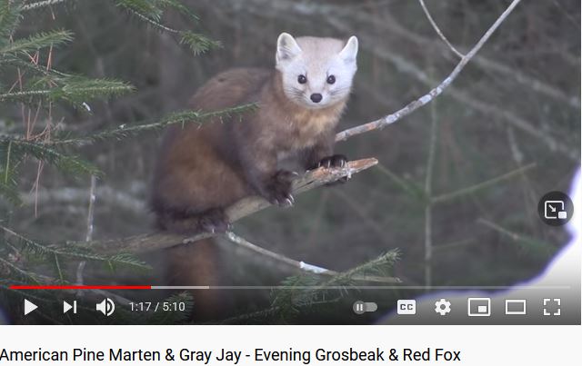 American Pine Marten & Gray Jay - Evening Grosbeak & Red Fox