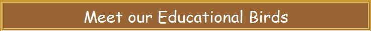 Meet our Education Birds