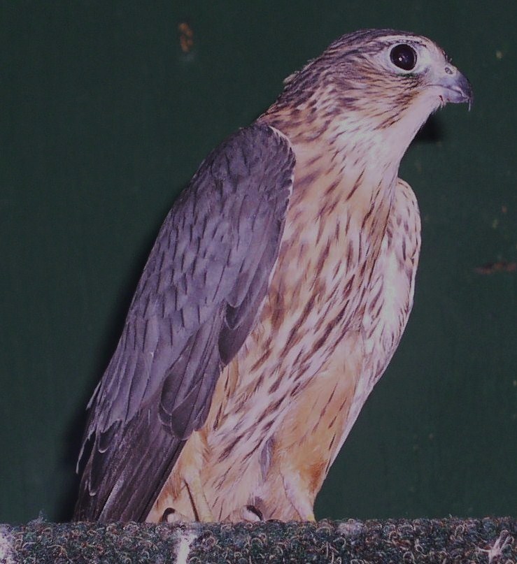 Merlin