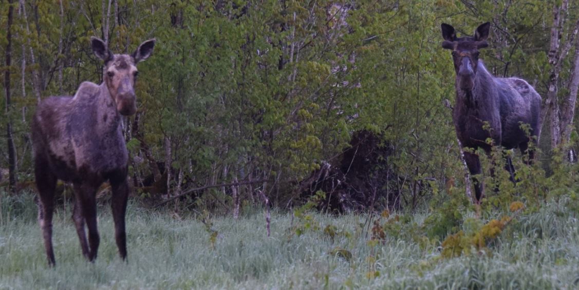 Young Cow Moose and possible sib Bull