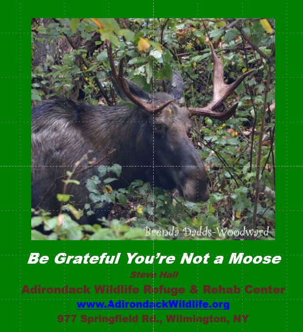 Moose