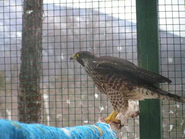 Angel by Steve Corvelli