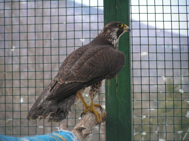Angel, a Peregrine Falcon from Los Angeles
