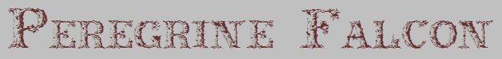 Peregrine Falcon
