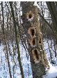 Pileated Woodpecker Holes
