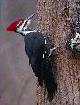 Pileated Woodpecker