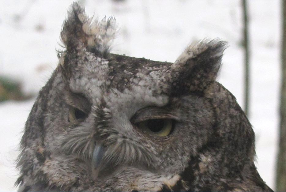 Raisin by Bill Woodall