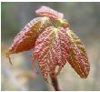 Emerging red Maple Leaves
