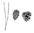 Red Pine