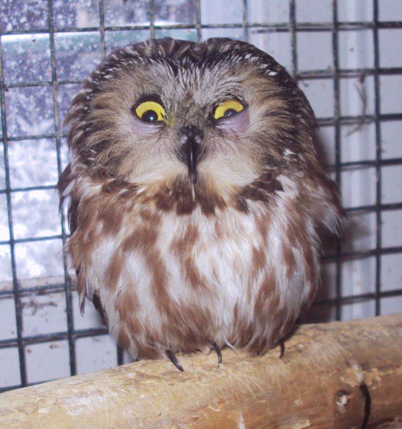 Twitter the Saw Whet Owl