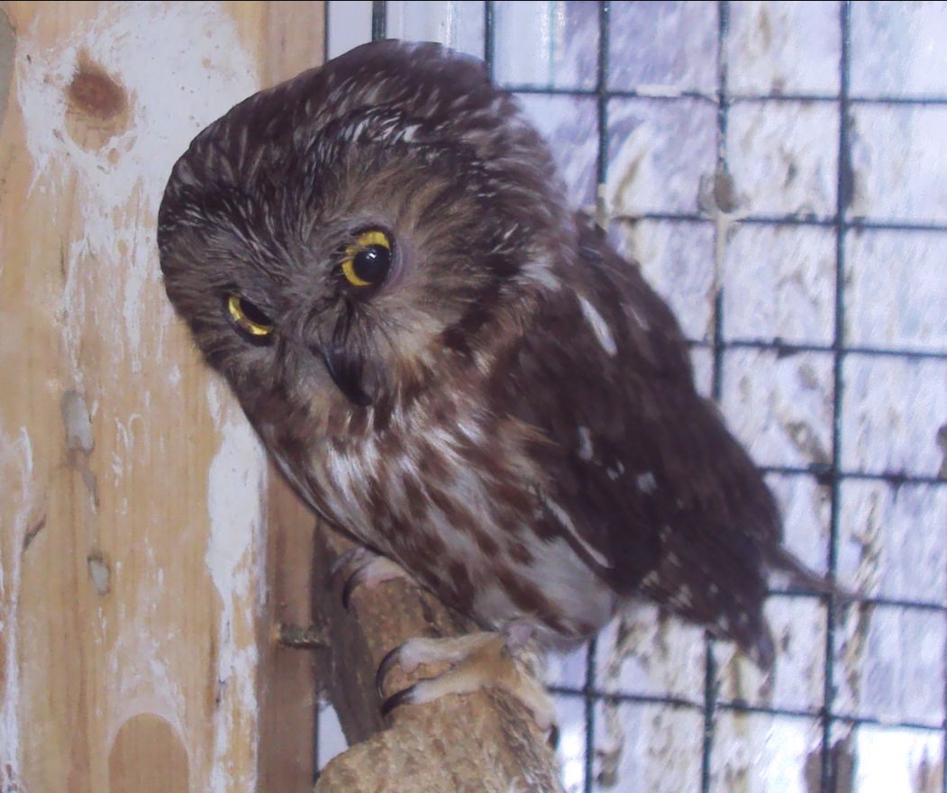 Twitter the Saw Whet Owl