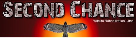 Second Chance Wildlife Blog