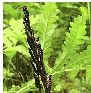 Sensitive Fern