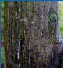 Striped Maple