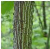 Striped Maple