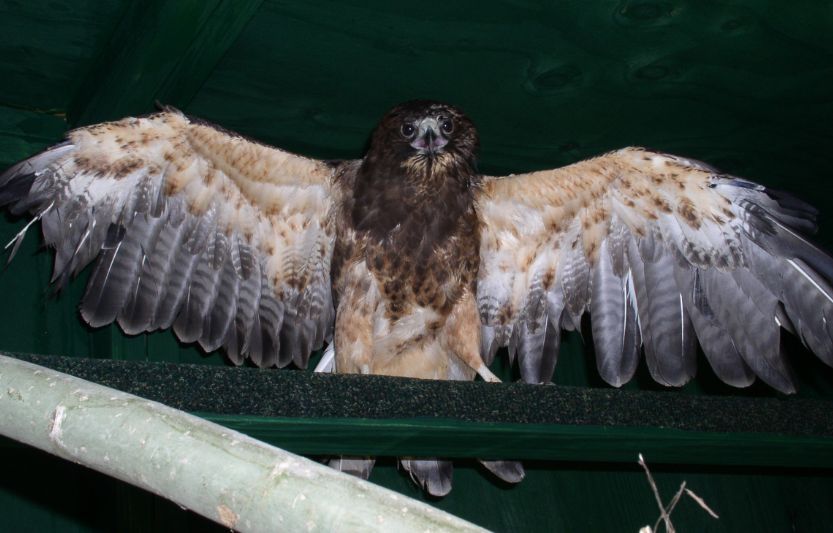 Fire, a Swainsons Hawk